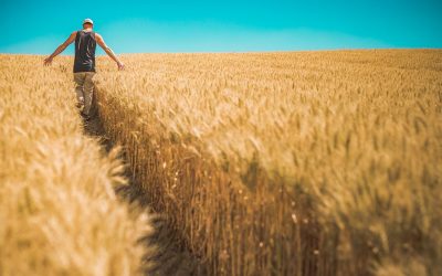 What Is Crop Insurance?