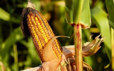 What Kinds of Crop Insurance Are There?