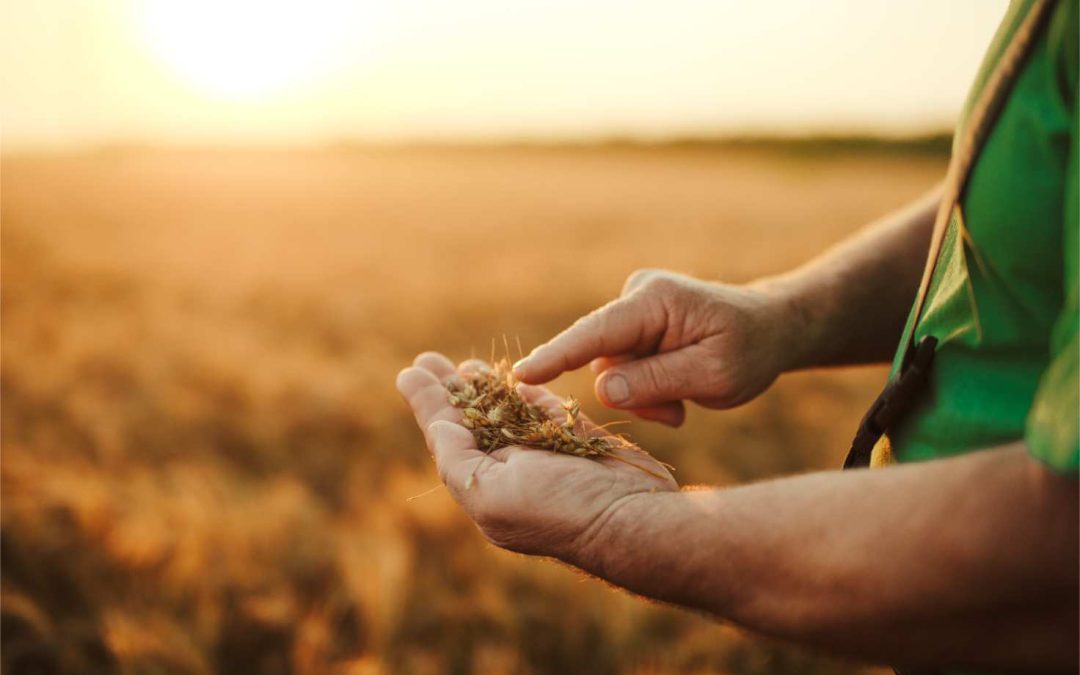 grain farming challenges